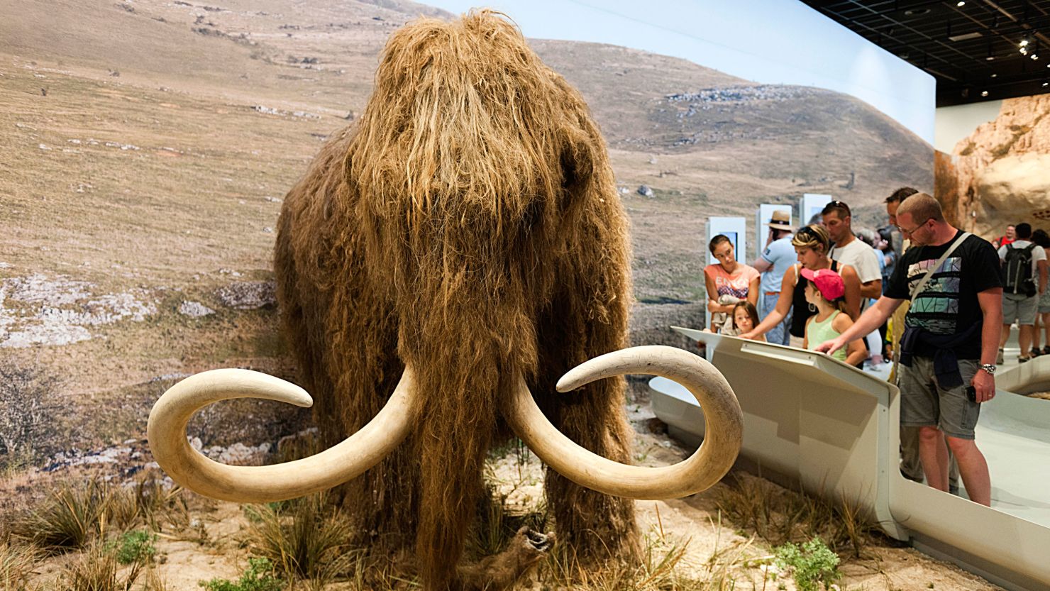  A diorama of a group of humans interacting with a woolly mammoth in a prehistoric setting.