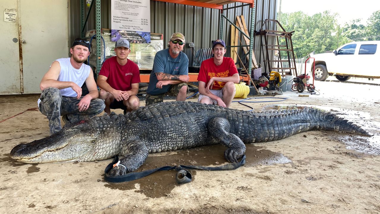 Mississippi Alligator Eats Prehistoric Artifacts For An Unusual Snack Cnn 9498