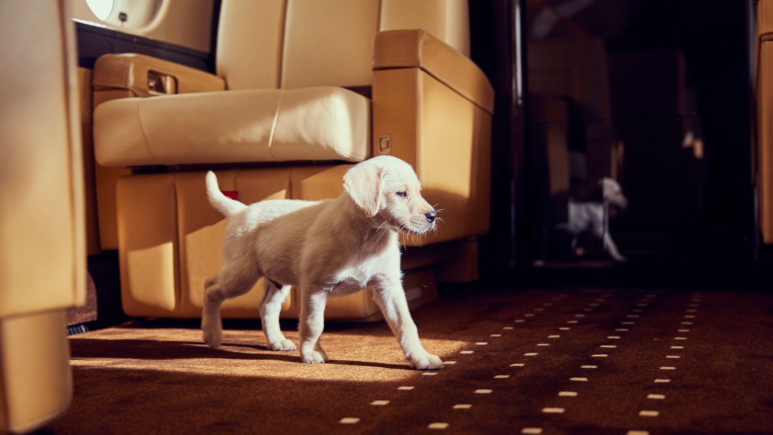 Global private aviation company, VistaJet has recorded an 86% rise in pet travel over the past two years.