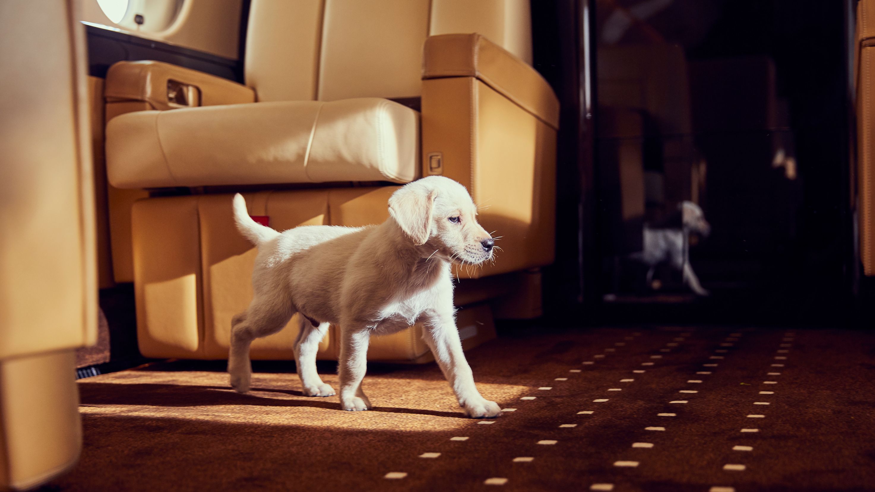 Why more travelers are flying their pets by private jet | CNN
