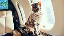 03 pets travel airplane