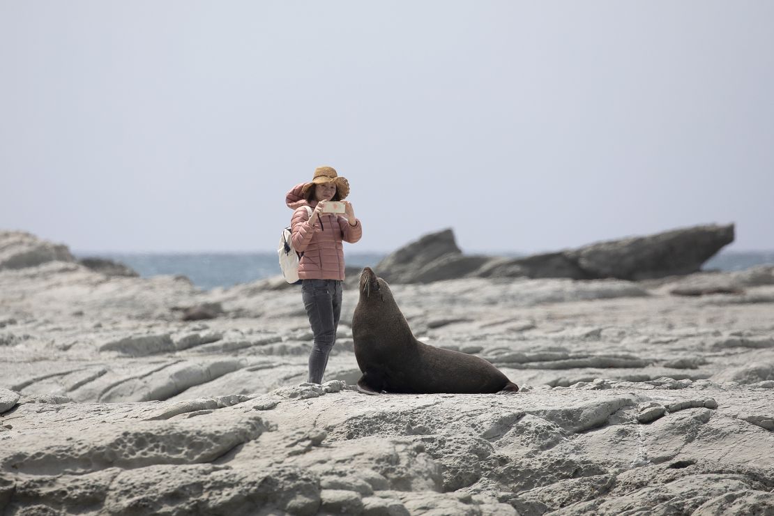 A tourist takes pictures of a New Zealand fur seal at the Kaikoura Seal Colony in Kaikoura, South Island. Tourists are being asked to take pledges that they'll be respectful of wildlife.