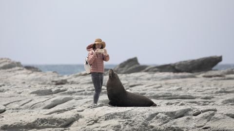 A Chinese tourist takes pictures of a New Zealand fur seal as it basks in the sun at the Kaikoura Seal Colony in Kaikoura, South Island, New Zealand on November 30, 2019.  Fur seals are the most common seals in New Zealand and their population of more than 200,000. The magnitude 7.8 tremor earthquake caused substantial damage to this large seal colony in 2016.   (Photo by Sanka Vidanagama/NurPhoto via Getty Images)