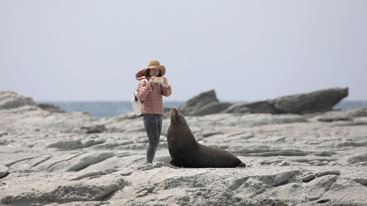 A tourist takes pictures of a New Zealand fur seal at the Kaikoura Seal Colony in Kaikoura, South Island. Tourists are being asked to take pledges that they'll be respectful of wildlife.
