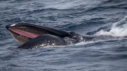 A humpback whale -- one of more than 100 -- feeds on a bait ball off Australia's New South Wales South Coast. 