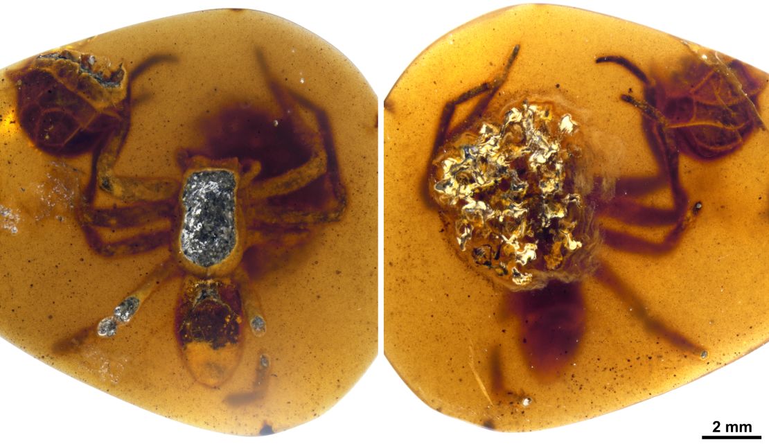 A female spider and her egg sac were trapped in Burmese amber.
