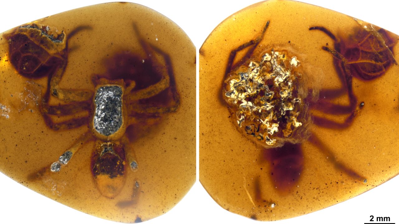 A female lagonomegopid spider and her egg sac were discovered in Burmese amber that dates back 99 million years ago.
