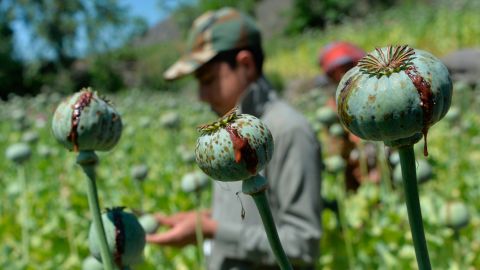 A farmer harvests opium sap from a poppy field in Afghanistan's Nangarhar province in May 2020.