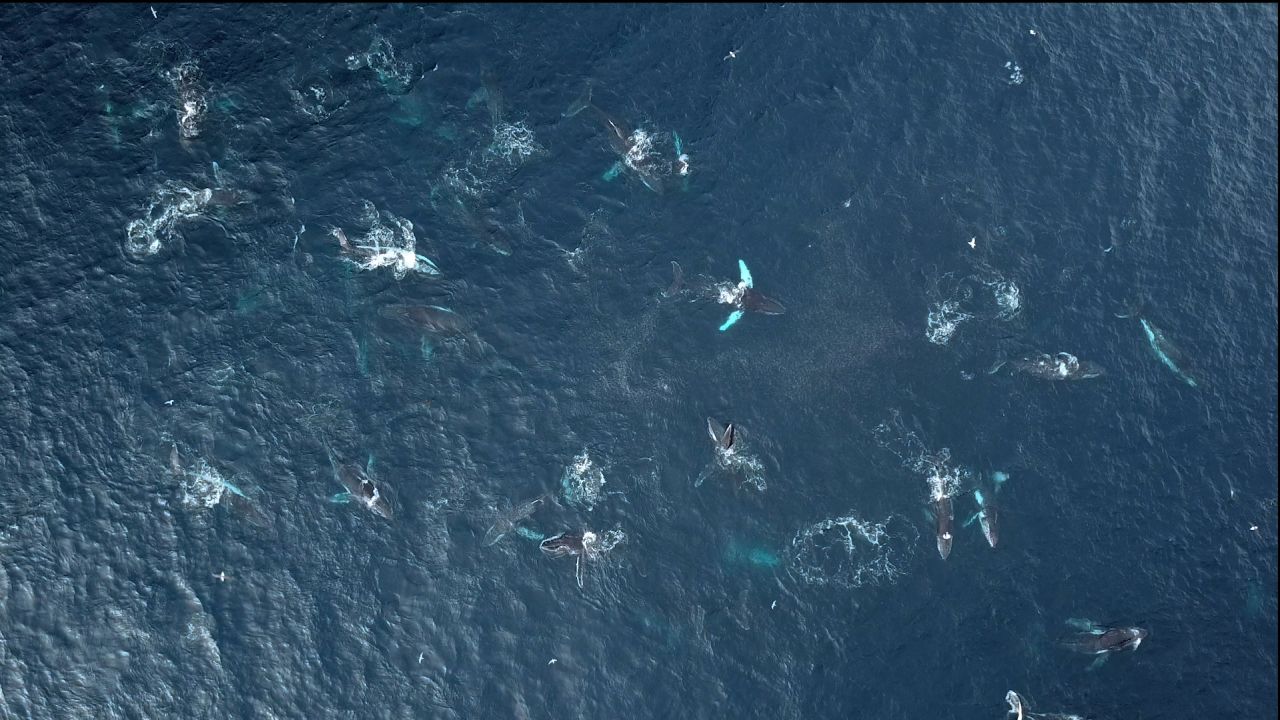 whale megapod australia