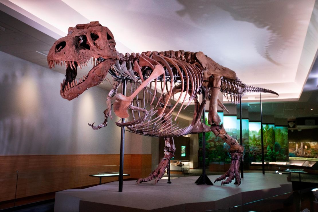 On display at the Field Museum in Chicago, Sue the T. Rex is the world's most complete T. Rex fossil, but scientists don't know if it's male or female. Sue is named for Sue Hendrickson, who discovered the dino in 1990 during a commercial excavation trip north of Faith, South Dakota.