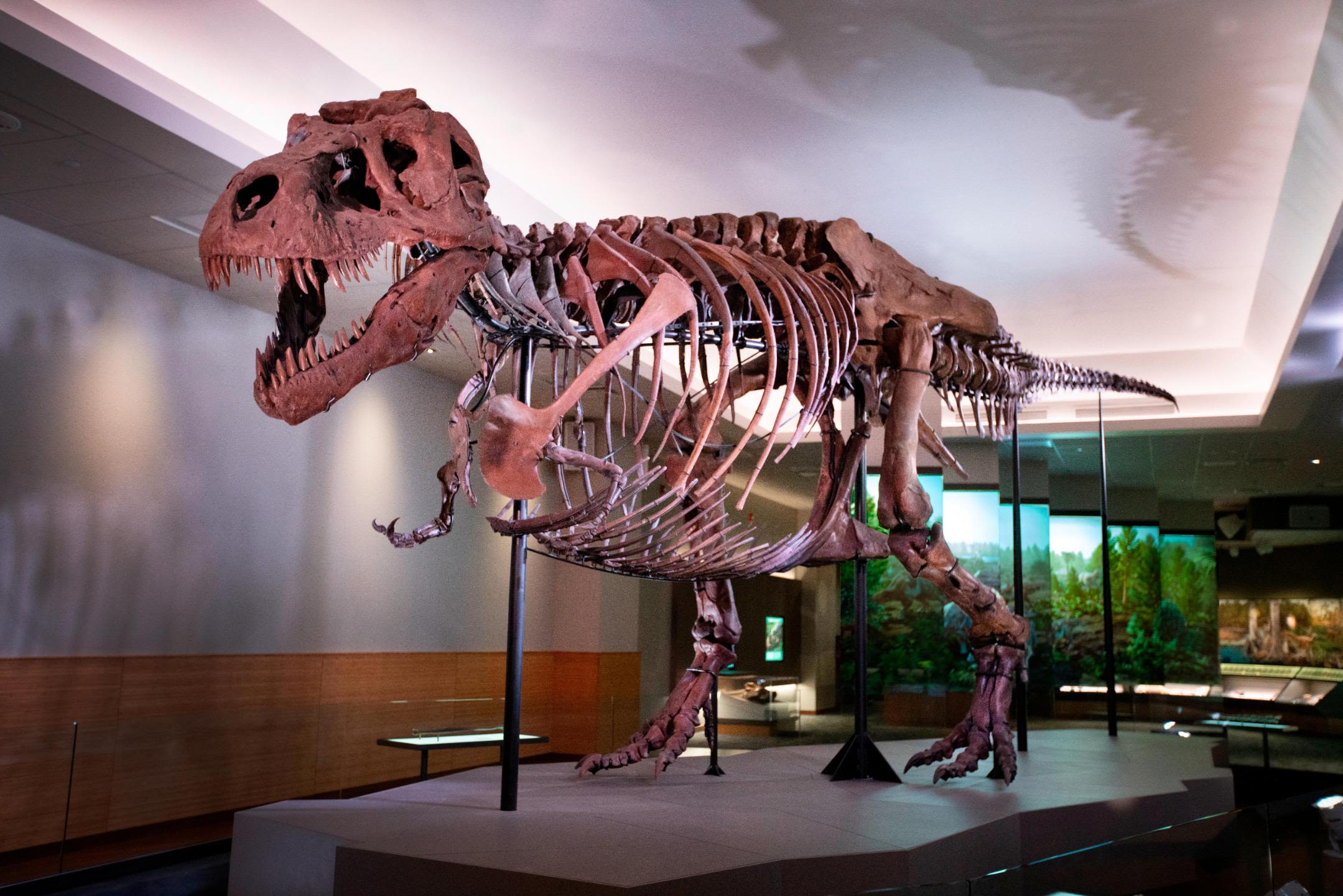 Dinosaurs 'come alive' at Grand Rapids Public Museum's 'Dinosaurs  Unearthed' exhibit 
