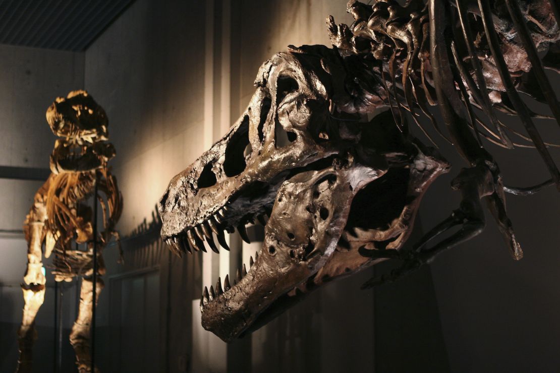 The lower jaw of SUE the T. rex is pitted with holes. Experts believe they were the result of a parasitic infection. 