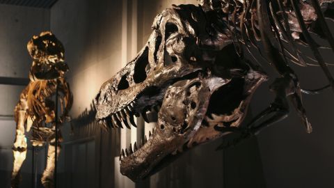 The lower jaw of SUE the T. rex is pitted with holes. Experts believe they were the result of a parasitic infection.