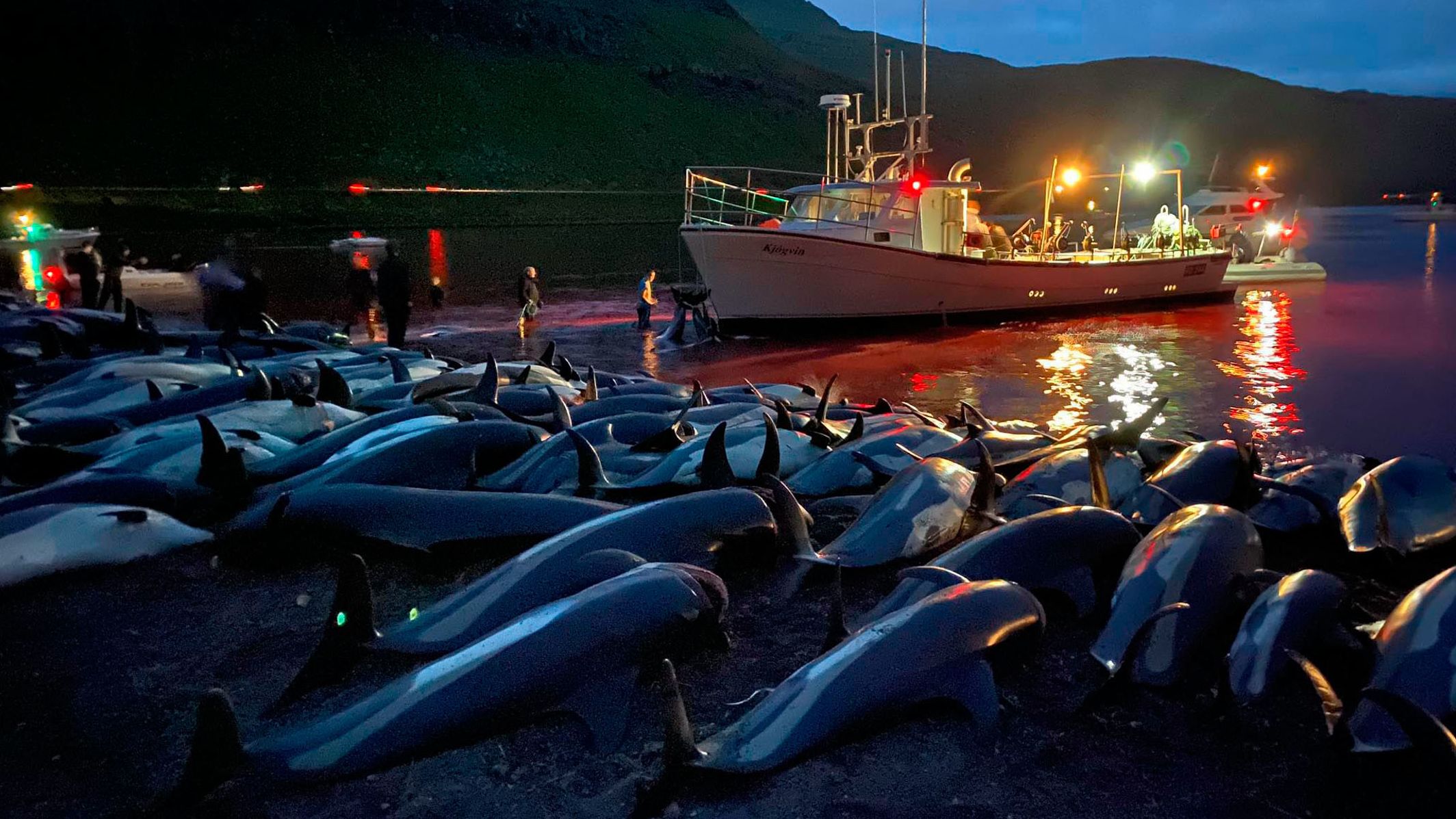 The carcasses of white-sided dolphins lie on a beach after being pulled from the blood-stained water on the island of Eysturoy on Sunday, September 12, 2021.