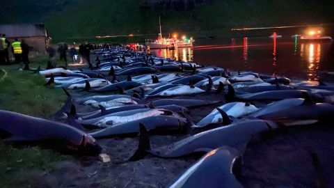 More than 1,400 dolphins were killed in the hunt.