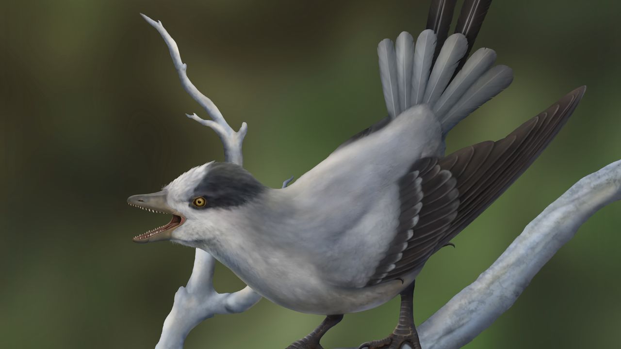 This is an illustration of how the ancient bird may have appeared in life.