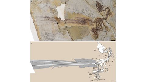 This graphic showcases the new fossil discovery and its well-preserved feathers.