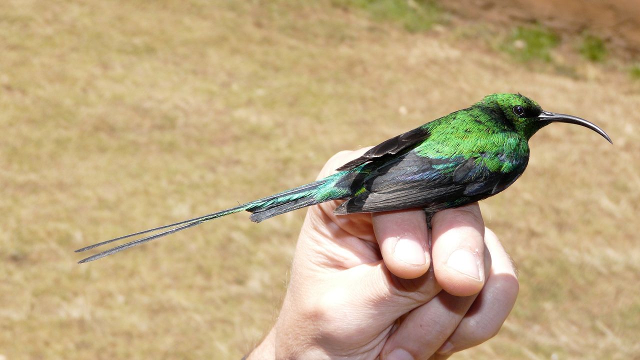 Modern sunbirds also have long tail feathers.