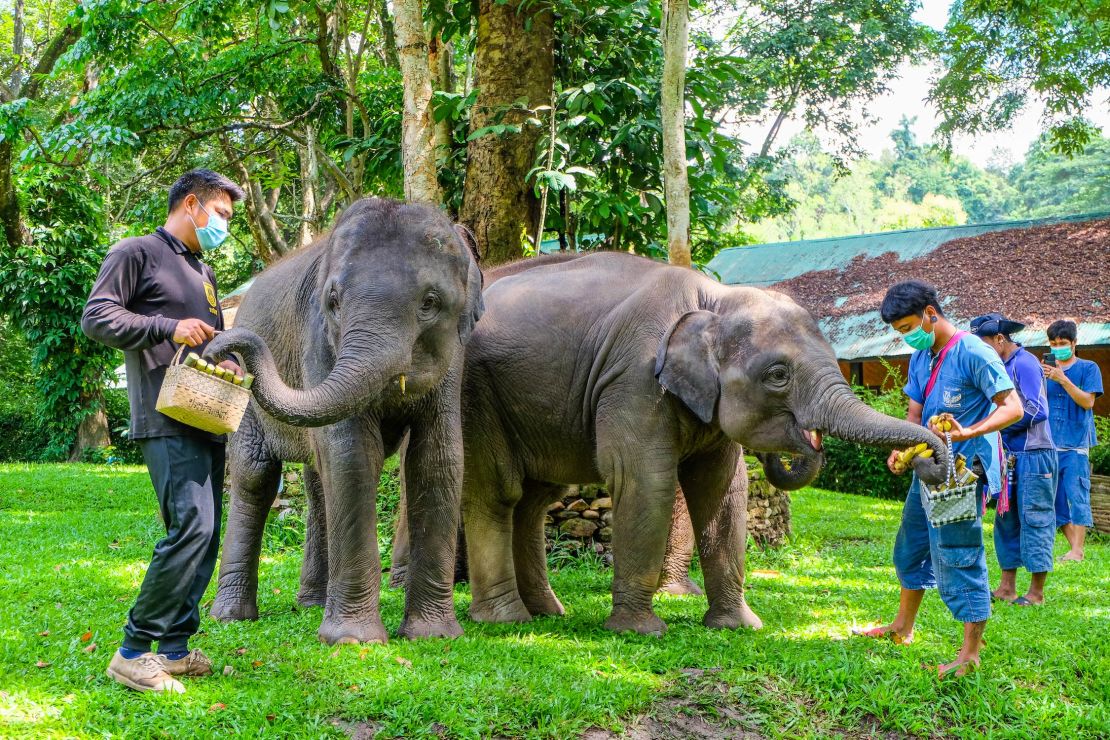 Chiang Mai's Masea Elephant Conservation Park. 