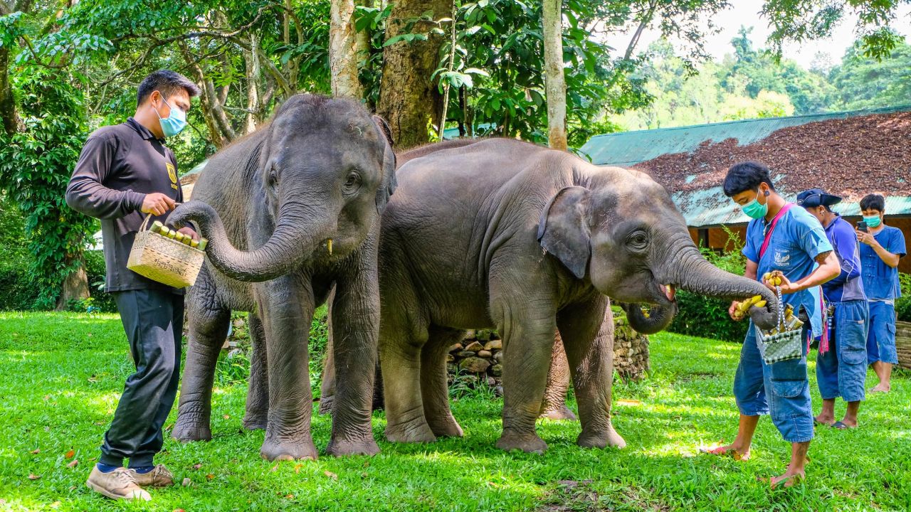 Chiang Mai's Masea Elephant Conservation Park. 