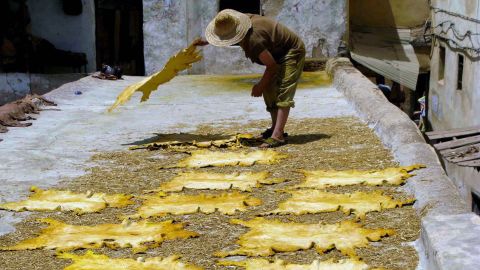 Hides drying in the sun at Chouara Tannery in Fez, Morocco. Bone tools are still used by some leather workers today. 