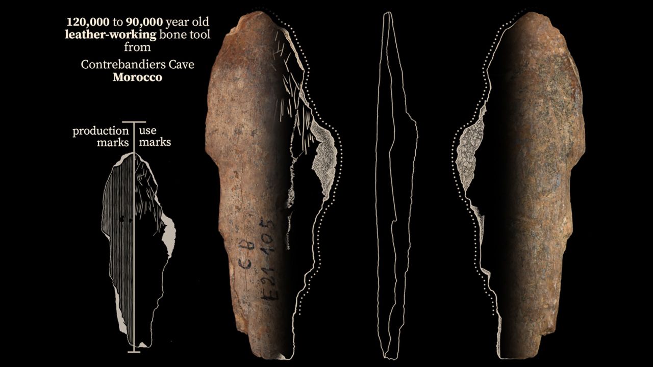 A bone tool from Contrebandiers Cave, Morocco that was used for leather working 120,000 to 90,000 years ago.