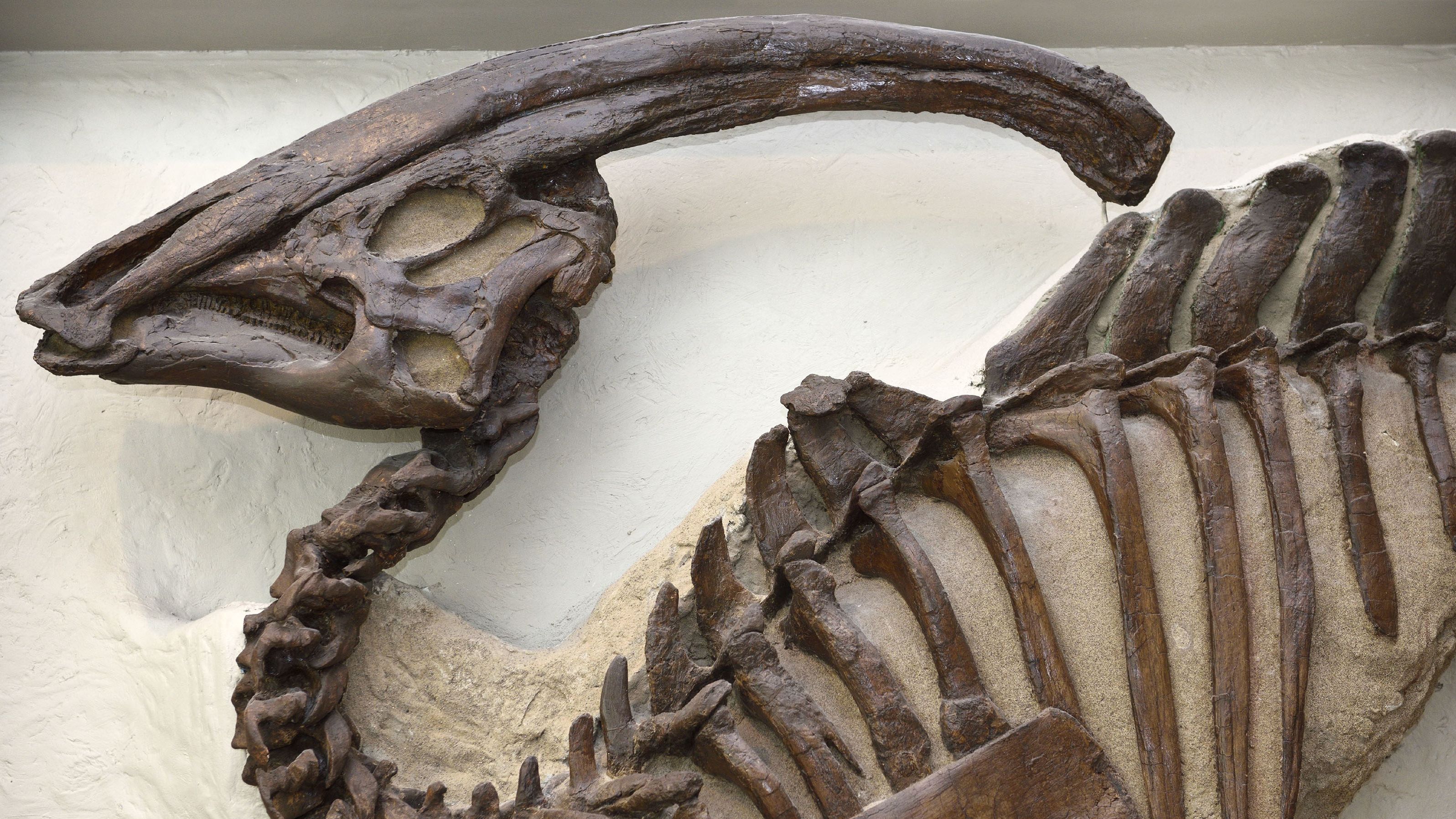 The tubular crest of Parasaurolophus is on display at the Royal Ontario Museum in Toronto. 