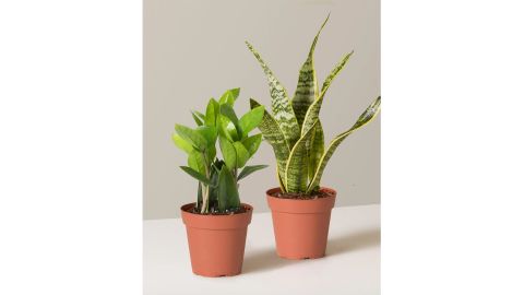 The Sill Easy Care Bundle