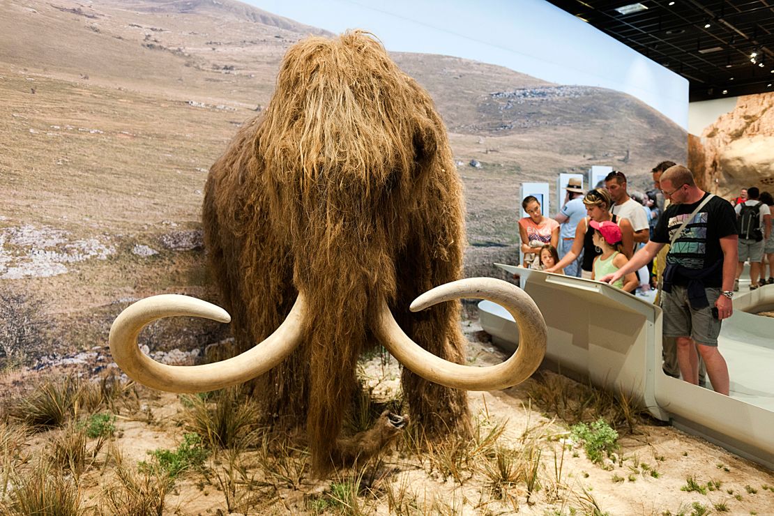A new biosciences and genetics company, Colossal, has raised $15 million to bring back the woolly mammoth from extinction. This model mammoth is on display in France.