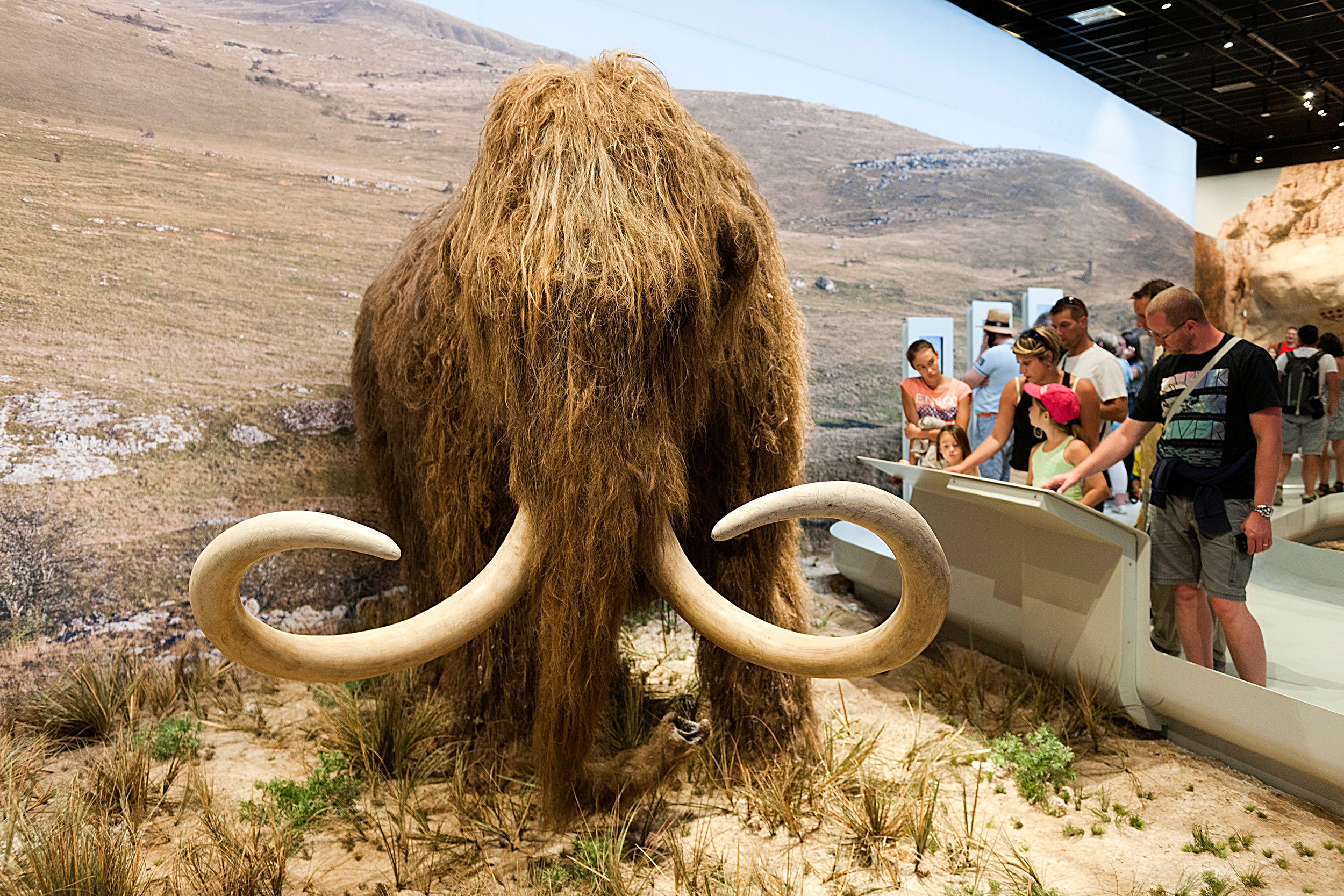 Adult Woolly Mammoths Royal Jersey