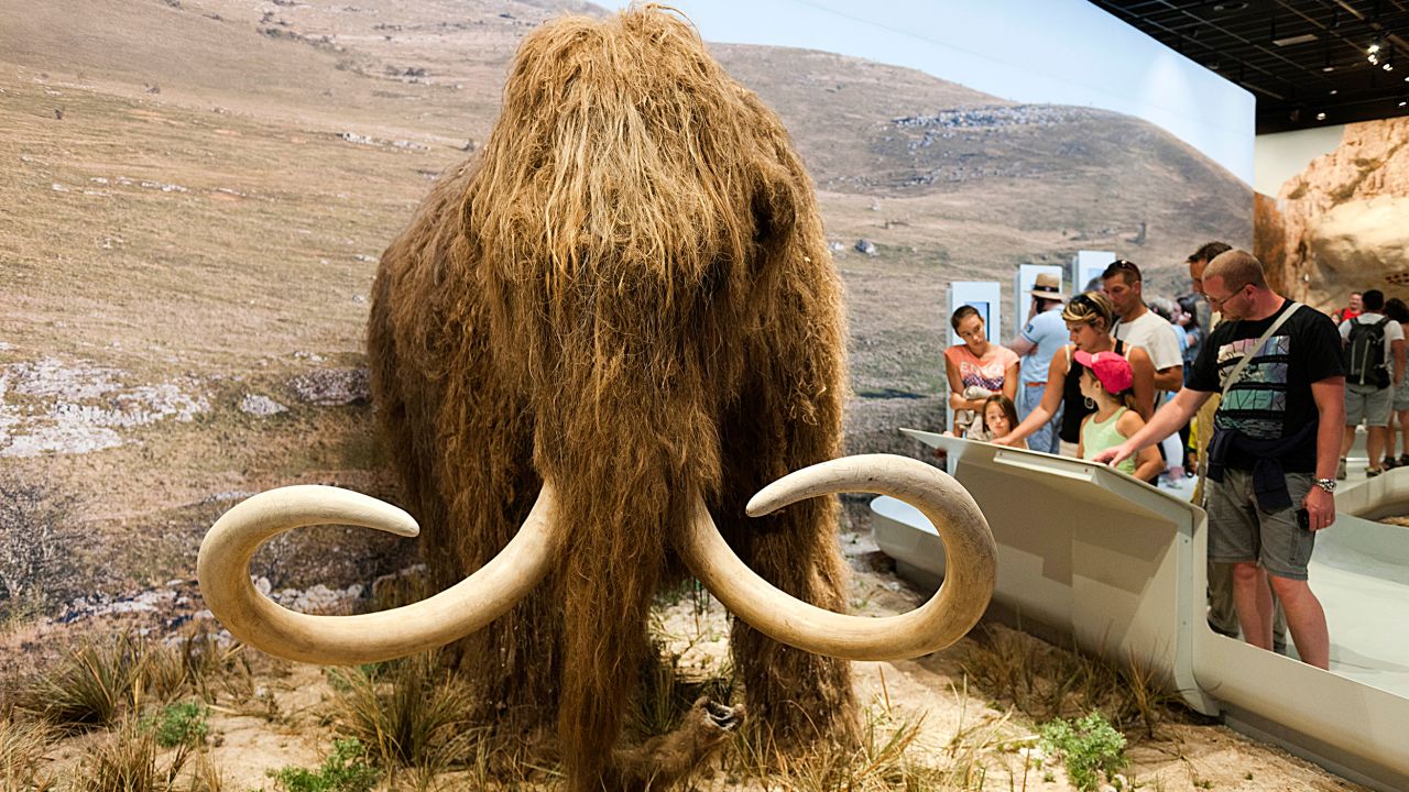 A new biosciences and genetics company, Colossal, has raised $15 million to bring back the woolly mammoth from extinction. This model mammoth is on display in France.