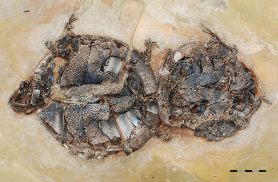 The oldest known vertebrates to be fossilized while mating are a pair of 47 million-year-old turtles, which were attached by their genitals as they got buried alive.