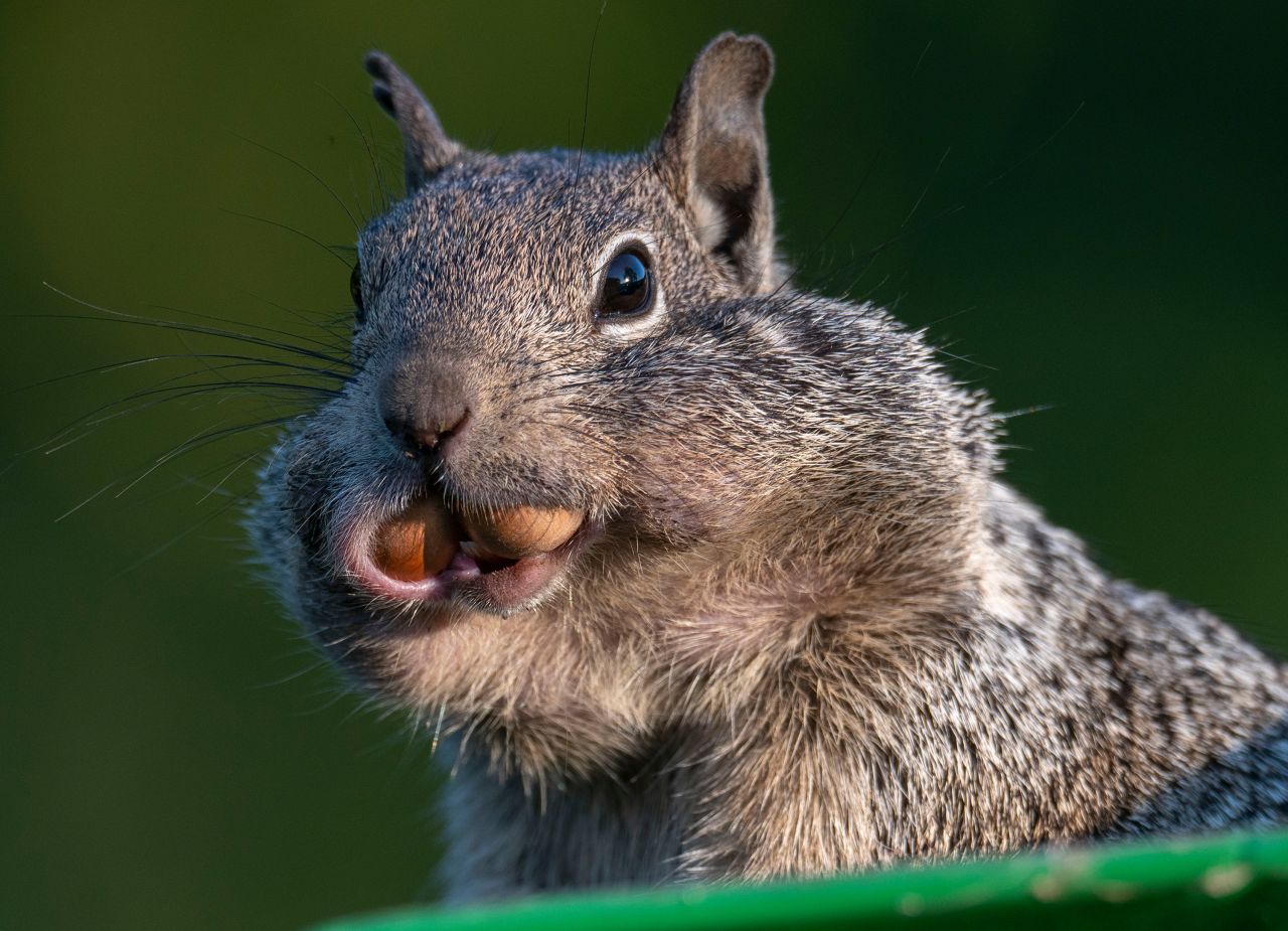 A squirrel raids a nut-harvesting machine on a farm near Elkton, Oregon, on Saturday, September 11. The farmer set a live trap with hopes of catching and relocating the bandit.