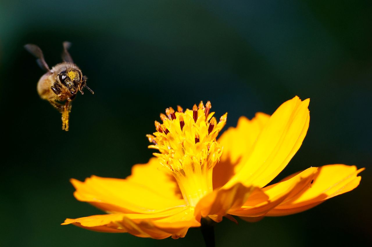 A bee flies over a cosmos flower at a park in Seoul, South Korea, on Monday, September 13.
