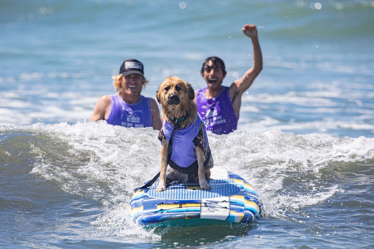 A dog takes part in the annual Surf Dog Surf-A-Thon in Del Mar, California, on Sunday, September 12.