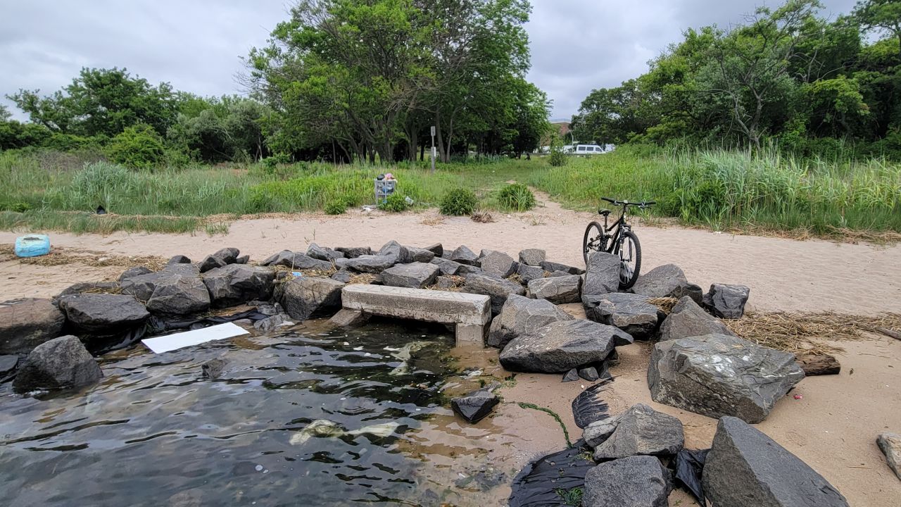 The rat carcasses likely came out of an overflow sewage pipe before ending up on the city beach, according to Phillip.