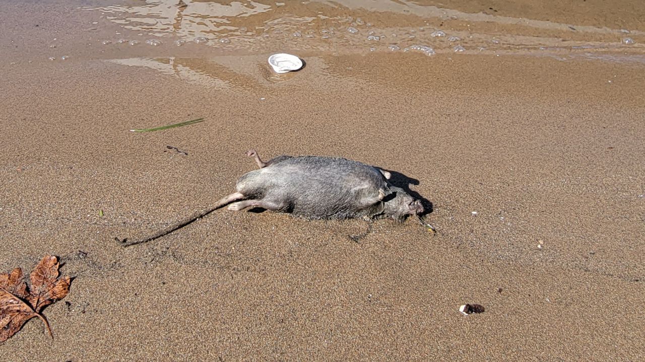 Post-Ida, dead rats washed ashore in Canarsie Park in Brooklyn, New York. This photo was taken by Neal Phillip, a professor of environmental science at Bronx Community College.