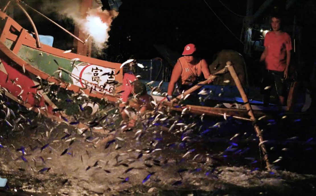 Sardines rise to the water's surface.