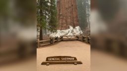 Sequoia wrapped in foil to protect it from fire