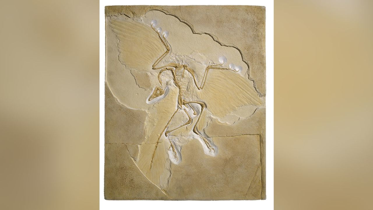 While Archaeopteryx is considered to be the oldest bird, it doesn't have a sternum, a bone in humans that's located in the middle of the chest -- something that perplexes scientists.