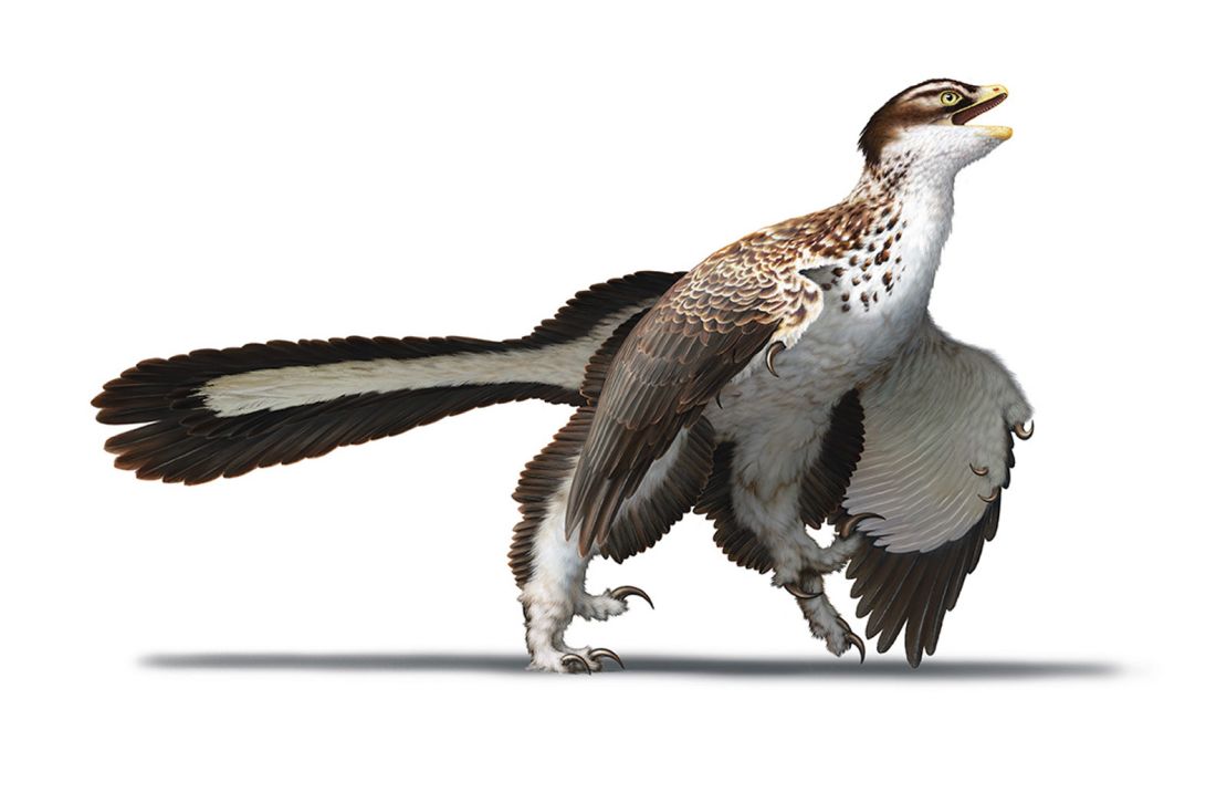 This is an artist's reconstruction of what Archaeopteryx looked like when it lived 155 million years ago, as seen in "Dinosaurs: New Visions of a Lost World."