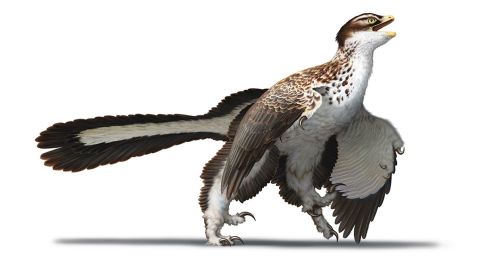 This is an artist's reconstruction of what Archaeopteryx looked like when it lived 155 million years ago, as seen in "Dinosaurs: New Visions of a Lost World."