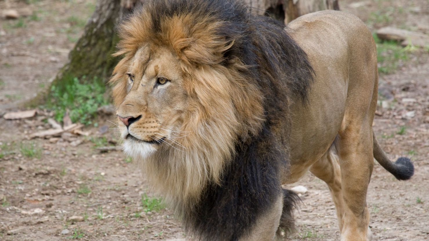 Adult male African lion, Luke.