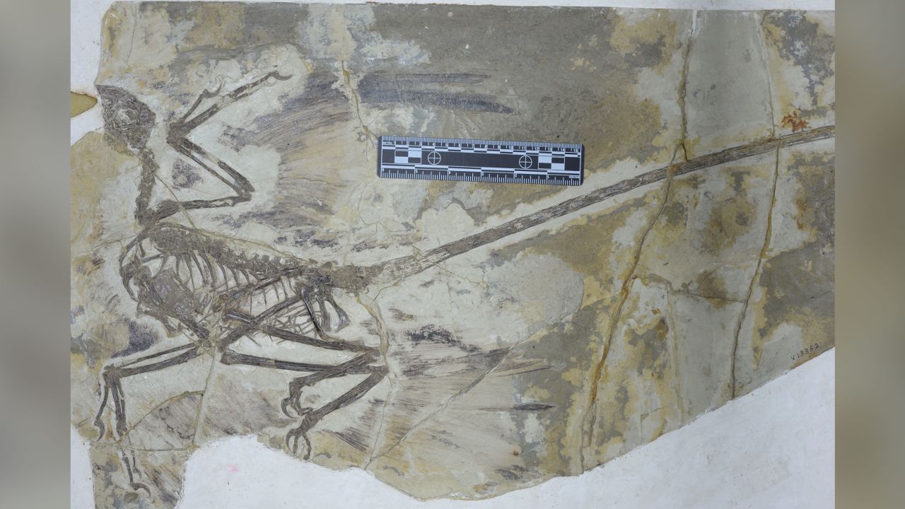 The microraptor was a dinosaur capable of powered flight. This is the fossil of a microraptor.