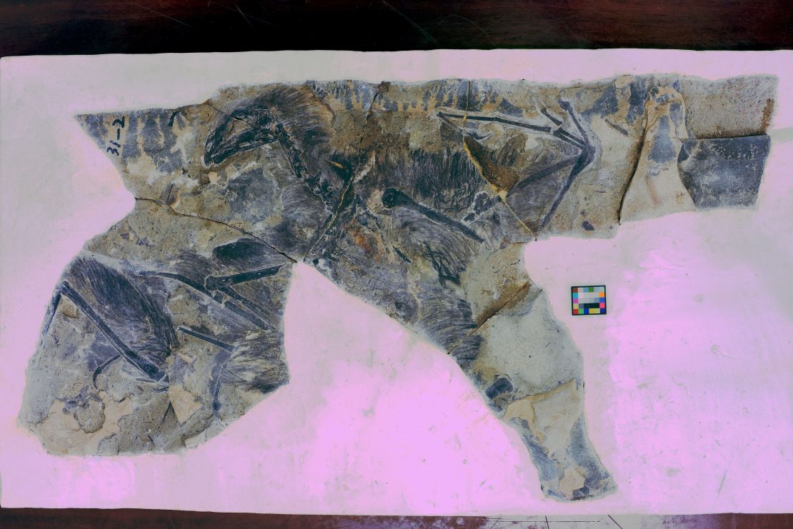 This fossil shows Yi qi, a glider that did not survive the extinction of the dinosaurs.