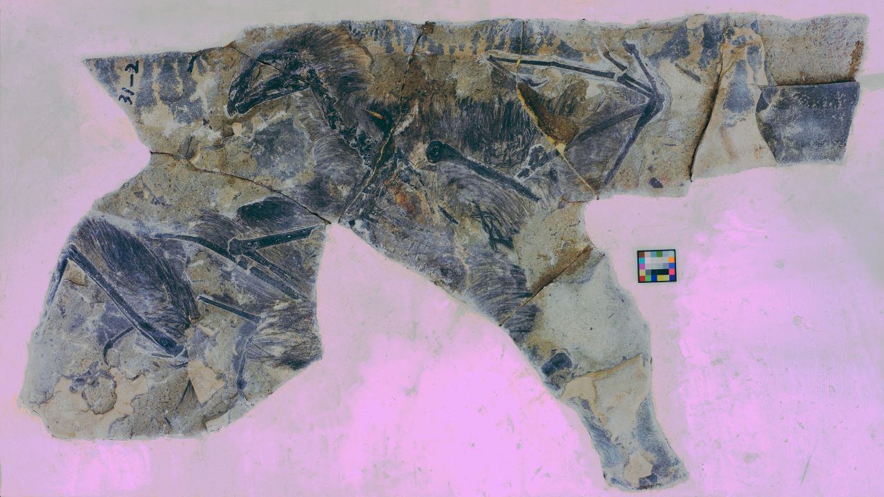 This fossil shows Yi qi, a glider that did not survive the extinction of the dinosaurs.