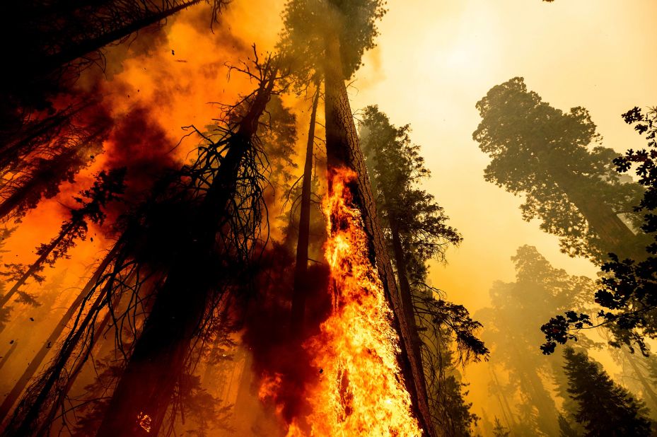 The Windy Fire burns in the Trail of 100 Giants grove in the Sequoia National Forest on September 19.