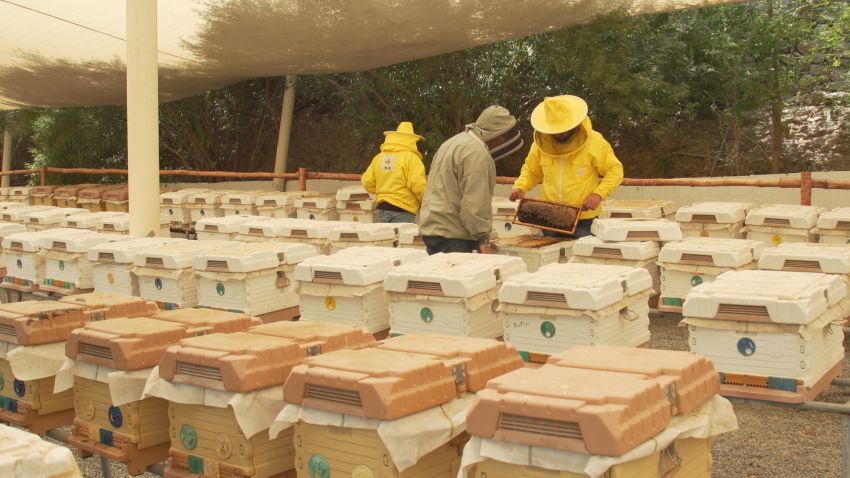 Beekeepers check on a hive at Hatta Honey