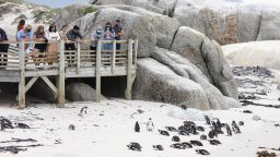 CAPE TOWN, April 25, 2021 -- Visitors look at African penguins at Boulders Penguin Colony, Simon's Town, southwest South Africa, April 25, 2021. The African penguin is endemic to coastal areas of southern Africa. It has experienced rapid population declines over the past century as a result of over exploitation for food, habitat modification of nesting sites, oil spillages, and competition for food resources with commercial fishing. 
   April 25 marks World Penguin Day,  which is a celebratory and educative initiative that encourages people to learn more about penguins and their environment. (Photo by Lyu Tianran/Xinhua via Getty) (Xinhua/Lyu Tianran via Getty Images)