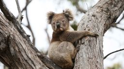 A koala affected by the Australia's bushfires last year is released back into native bushland following treatment at the Kangaroo Island Wildlife Park in Parndana. 